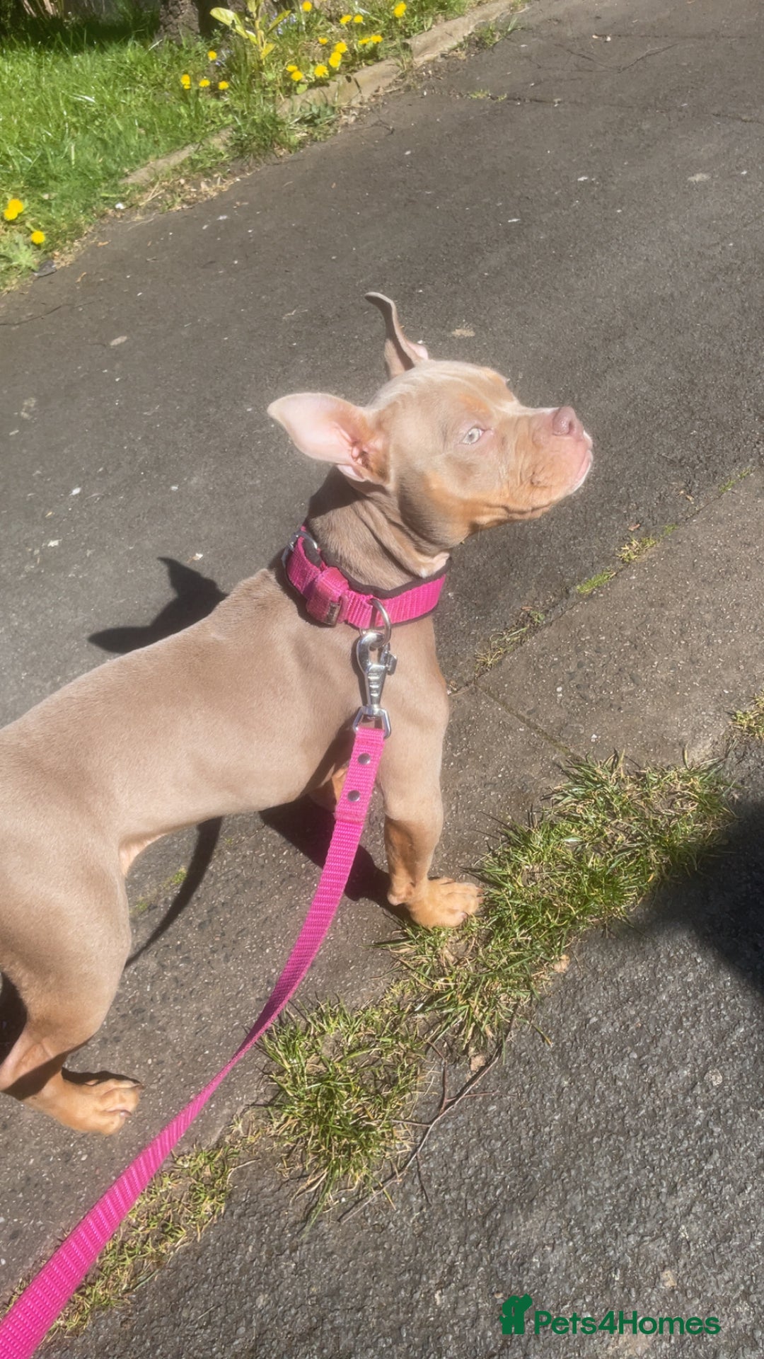 Mixed Breed dogs for sale: Pocket Bully  - Advert 5
