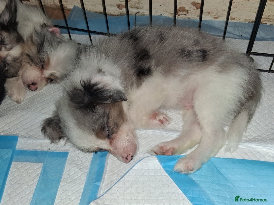 Mixed Breed dogs for sale: Papillon x collie - Image 2