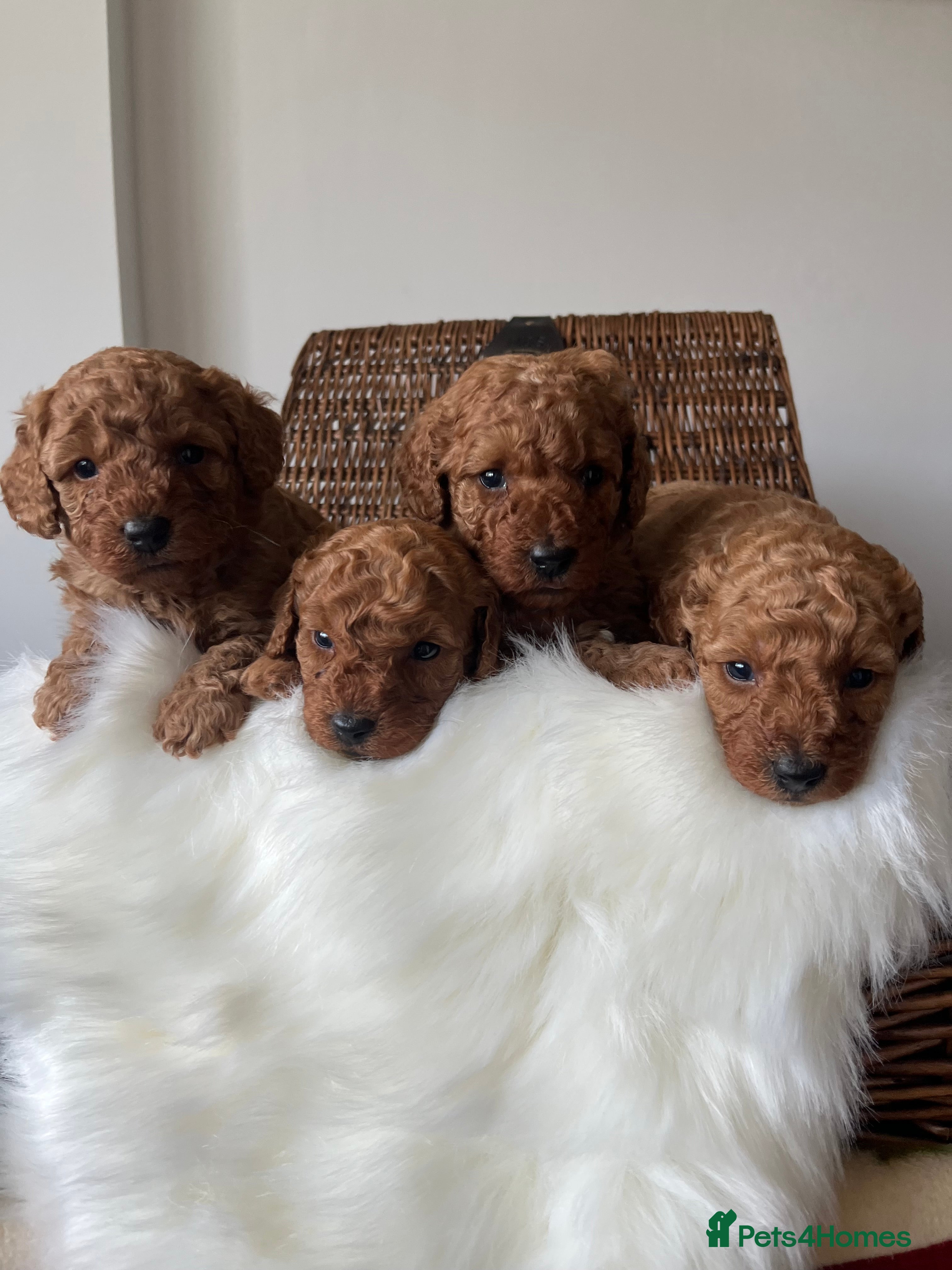 Toy Poodle dogs ***Stunning fox red Toy Poodle puppies*** - Advert 5