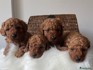 Toy Poodle dogs ***Stunning fox red Toy Poodle puppies*** - Advert 5