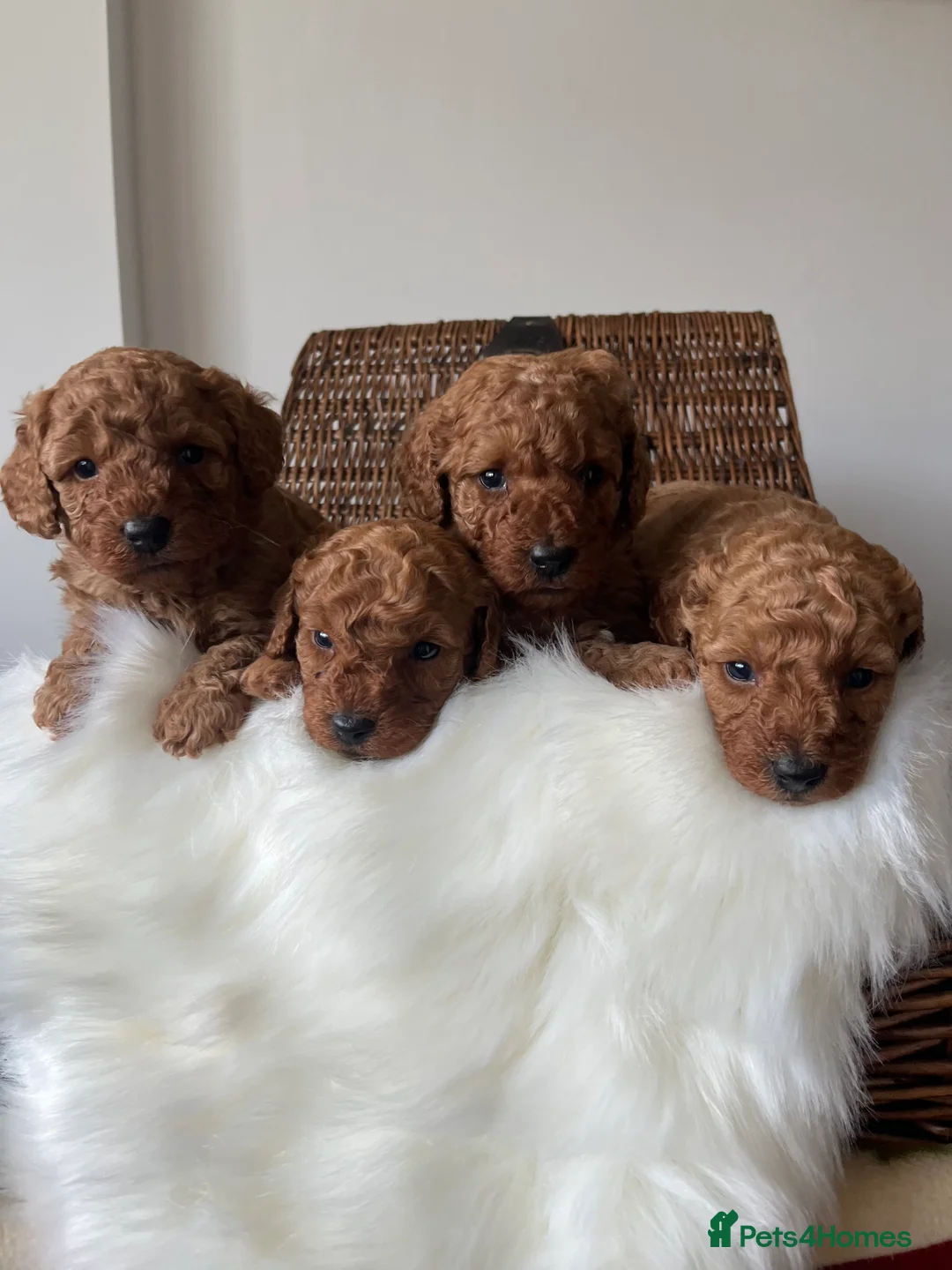 Toy Poodle dogs for sale: ***Stunning fox red Toy Poodle puppies*** - Advert 1