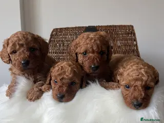 Toy Poodle dogs ***Stunning fox red Toy Poodle puppies*** - Advert 7