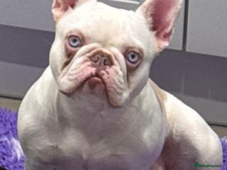 French Bulldog dogs Female Isabella Koi french bulldog carrying fluffy - Advert 3