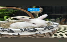 Mini Lop rabbits for sale: Baby Rabbits - Image 7
