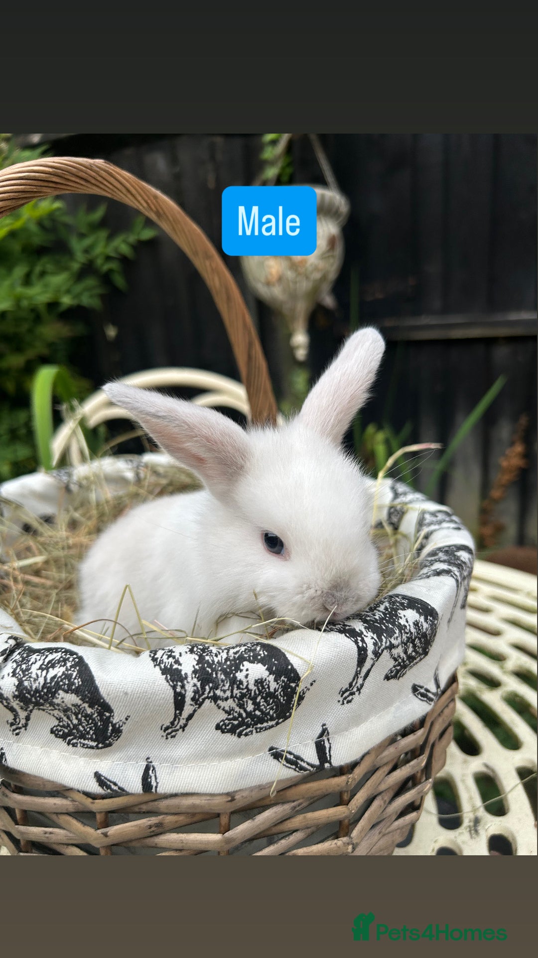 Mini Lop rabbits for sale: Baby Rabbits - Image 7