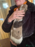 Cocker Spaniel dogs Cocker spaniel pups - Advert 10