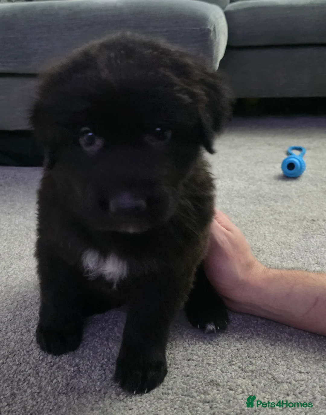 Sheprador dogs for sale: Sheprador Puppies – German Shepherd × Labrador - Advert 2