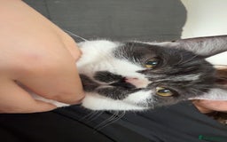 British Shorthair cats for sale: 7 month old British short hair mix - Image 2