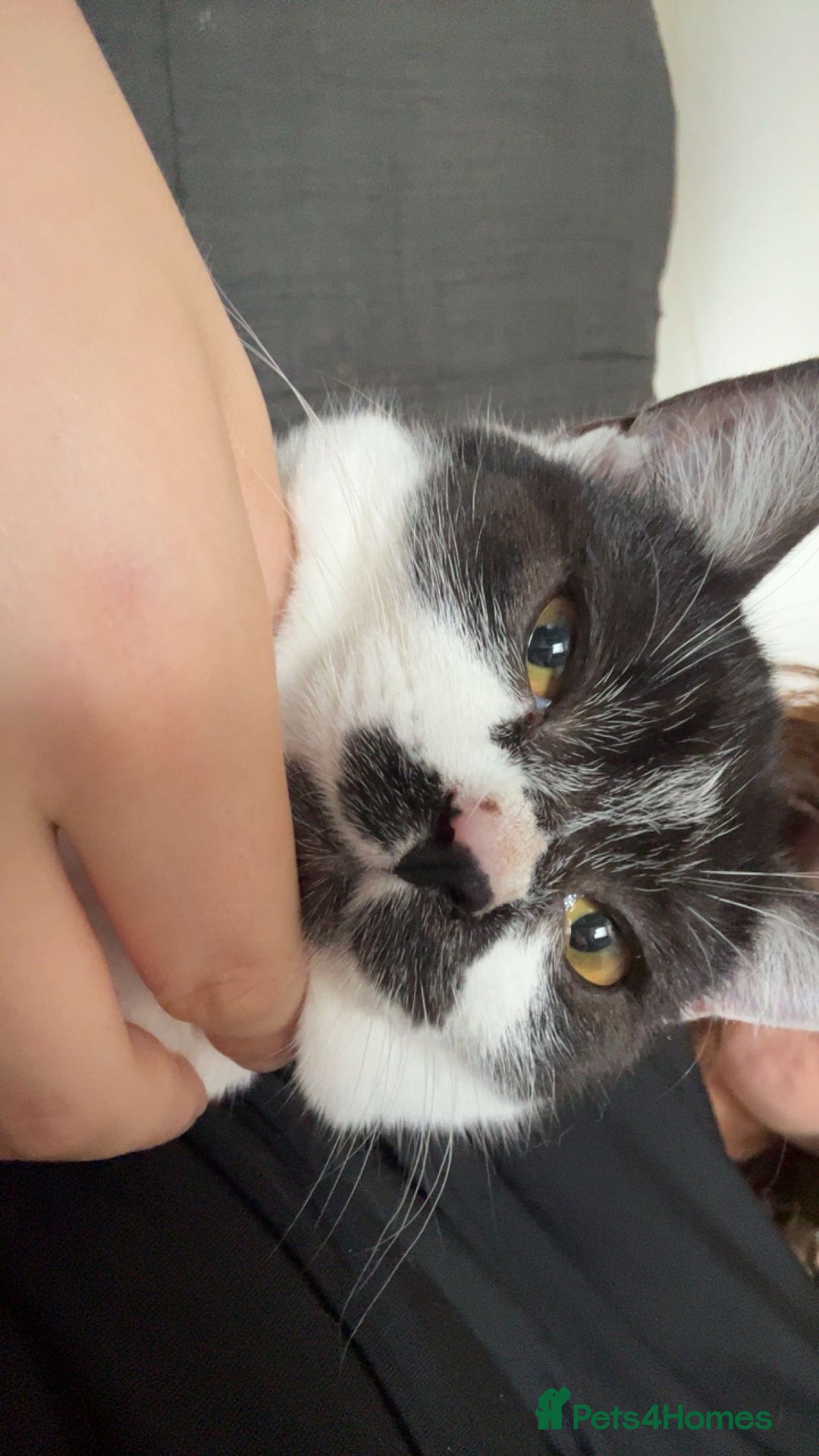 British Shorthair cats for sale: 7 month old British short hair mix - Image 2