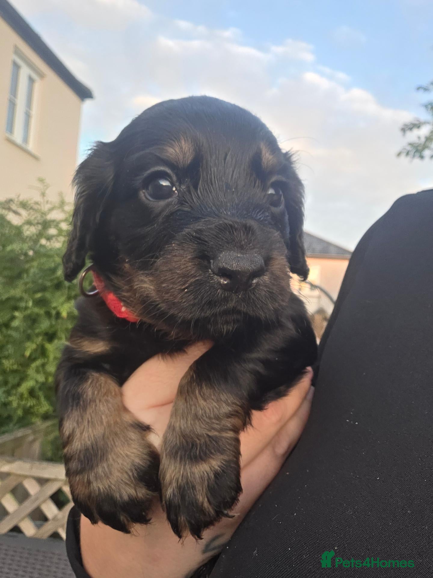 Cocker Spaniel dogs KC Working Cocker Spaniels - Advert 1