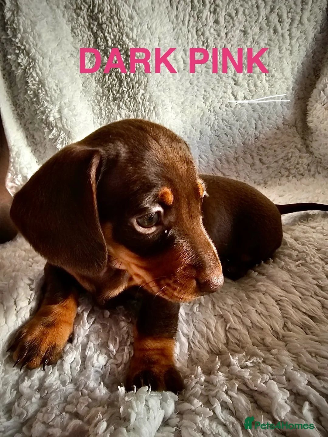 Miniature Dachshund dogs for sale: Miniature dachshund - Advert 6