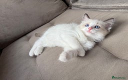 Ragdoll cats for sale: Beautiful Ragdolls READY NOW 💙 - Image 10
