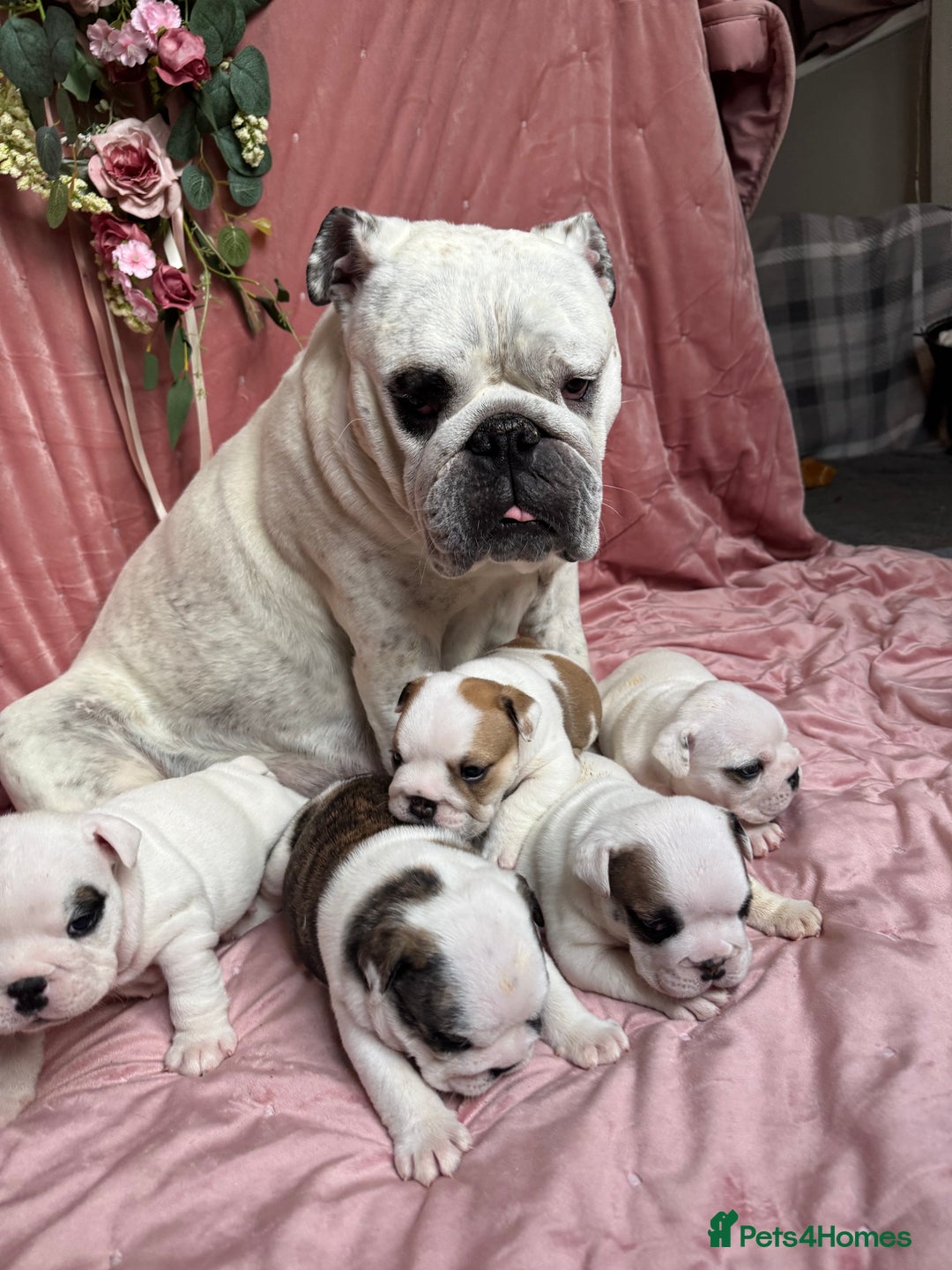 English Bulldog dogs for sale: Breed Standard Bulldog Puppies - Advert 5
