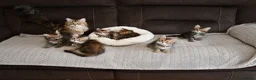 Siberian cats for sale: Pedigree Siberian Kittens from Tunguska House - Advert 14