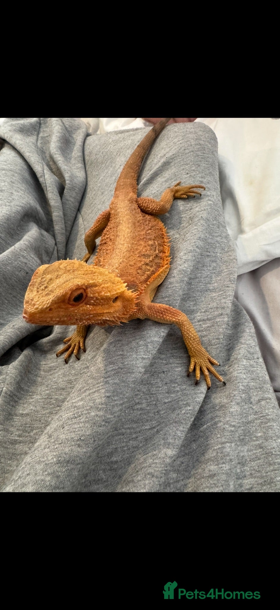 Bearded Dragon reptiles Mango the bearded dragon  - Advert 15