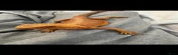 Bearded Dragon reptiles for sale: Mango the bearded dragon  - Advert 1