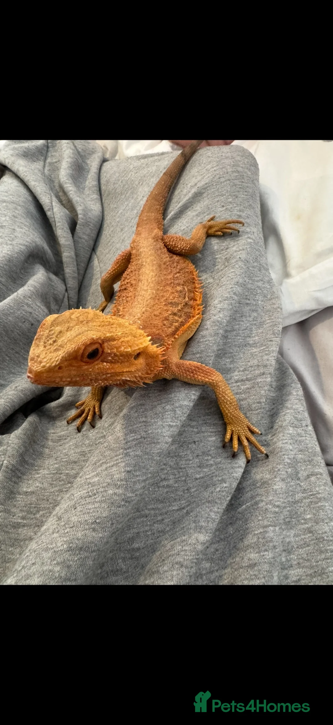 Bearded Dragon reptiles for sale: Mango the bearded dragon  - Advert 1
