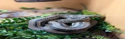 Rat Snake reptiles for sale: 4 Lined Rat Snake Male - Advert 2