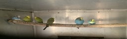 Budgerigars birds for sale: Young and Adult Budgies - Advert 5