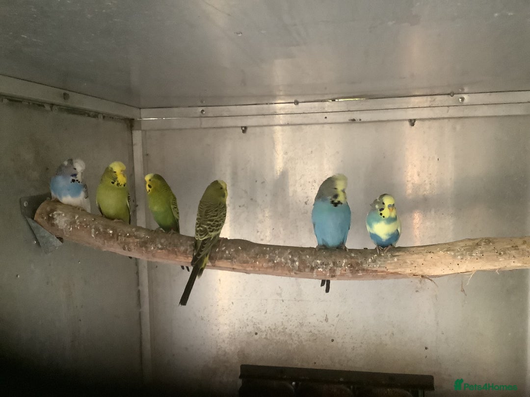 Budgerigars birds for sale: Young and Adult Budgies - Advert 5