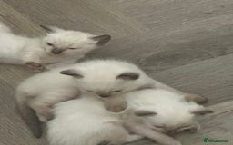 Ragdoll cats for sale: Pure Bred Ragdoll kittens offers welcome  - Image 3