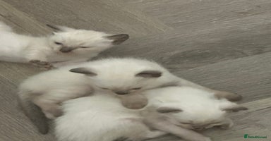 Ragdoll cats - Advert 13