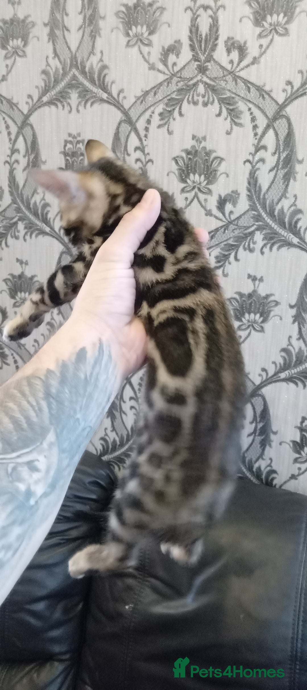 Bengal cats for sale: Pedigree Bengal Kittens - Image 12