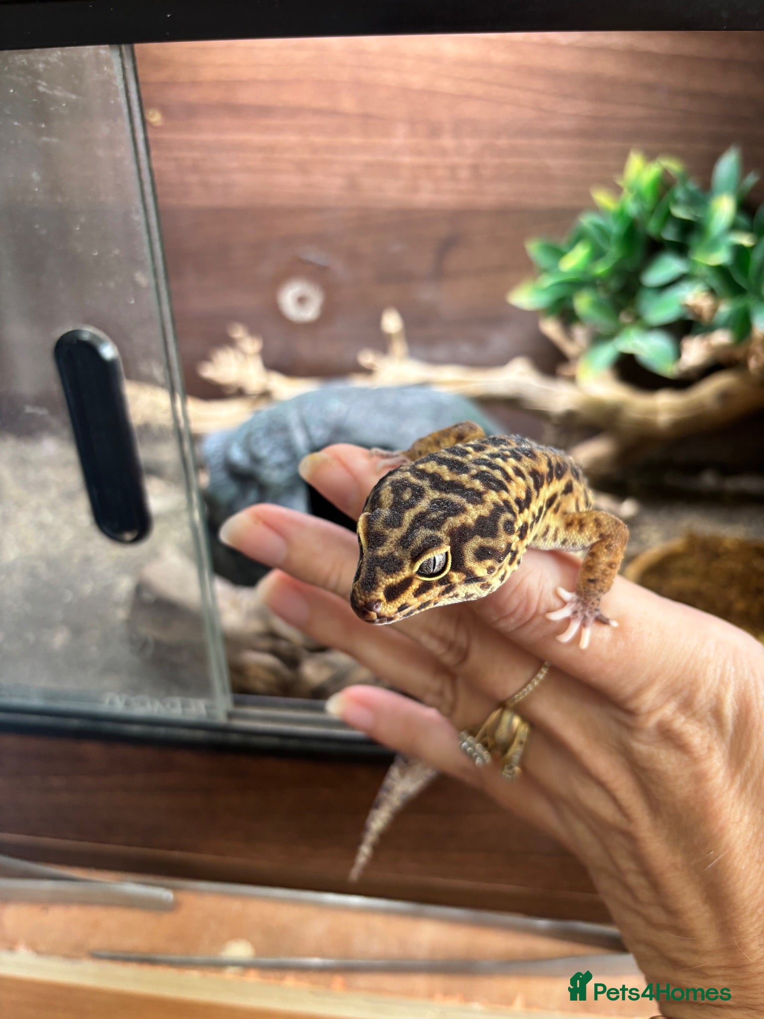 Leopard Gecko reptiles Leopard gecko - Advert 8