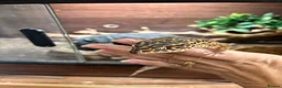 Leopard Gecko reptiles for sale: Leopard gecko in Winchester - Advert 1