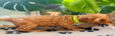Lime Collar Boy