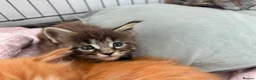 Maine Coon cats for sale: £800 2 boys remaining  - Advert 5