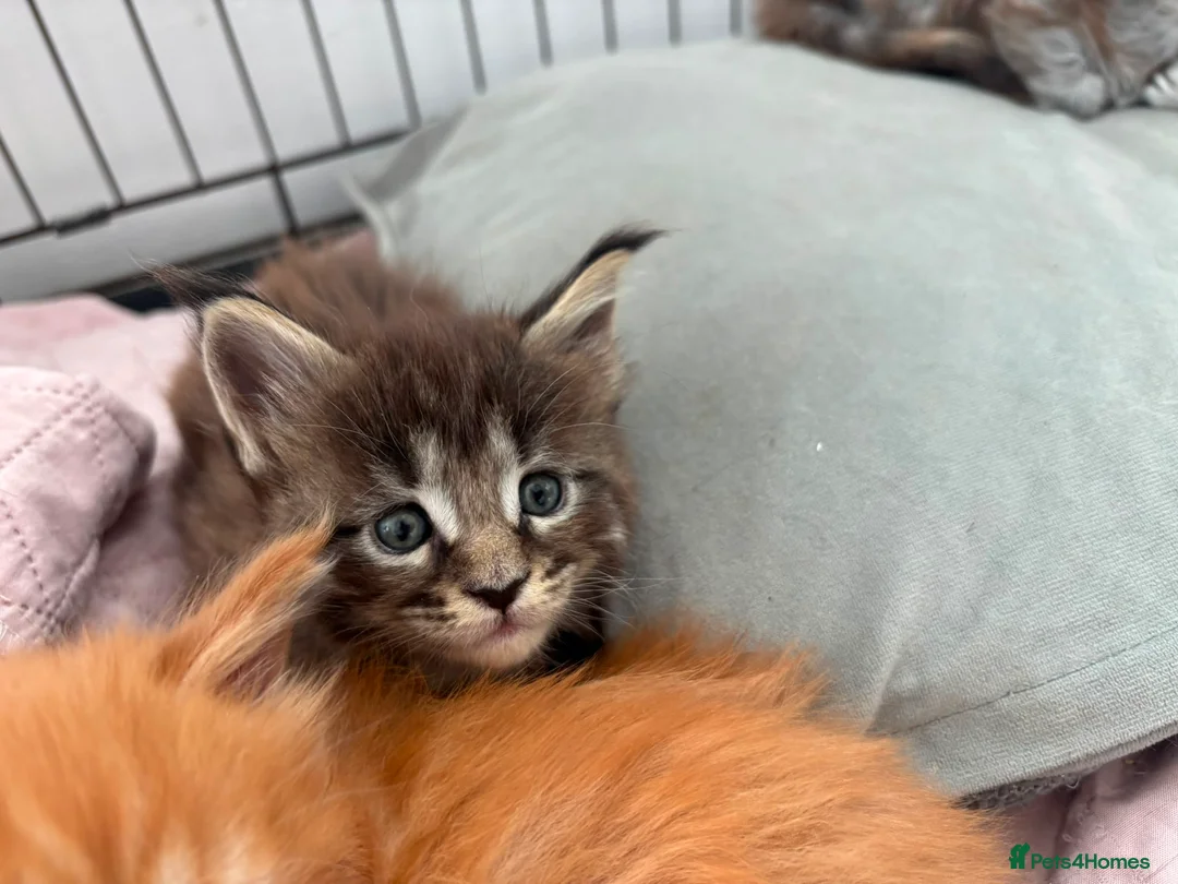 Maine Coon cats for sale: £800 2 boys remaining  - Advert 5