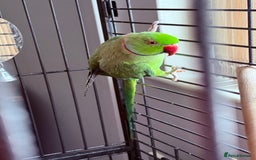 Ringnecks birds for sale: Beautiful green male ringneck - Image 3