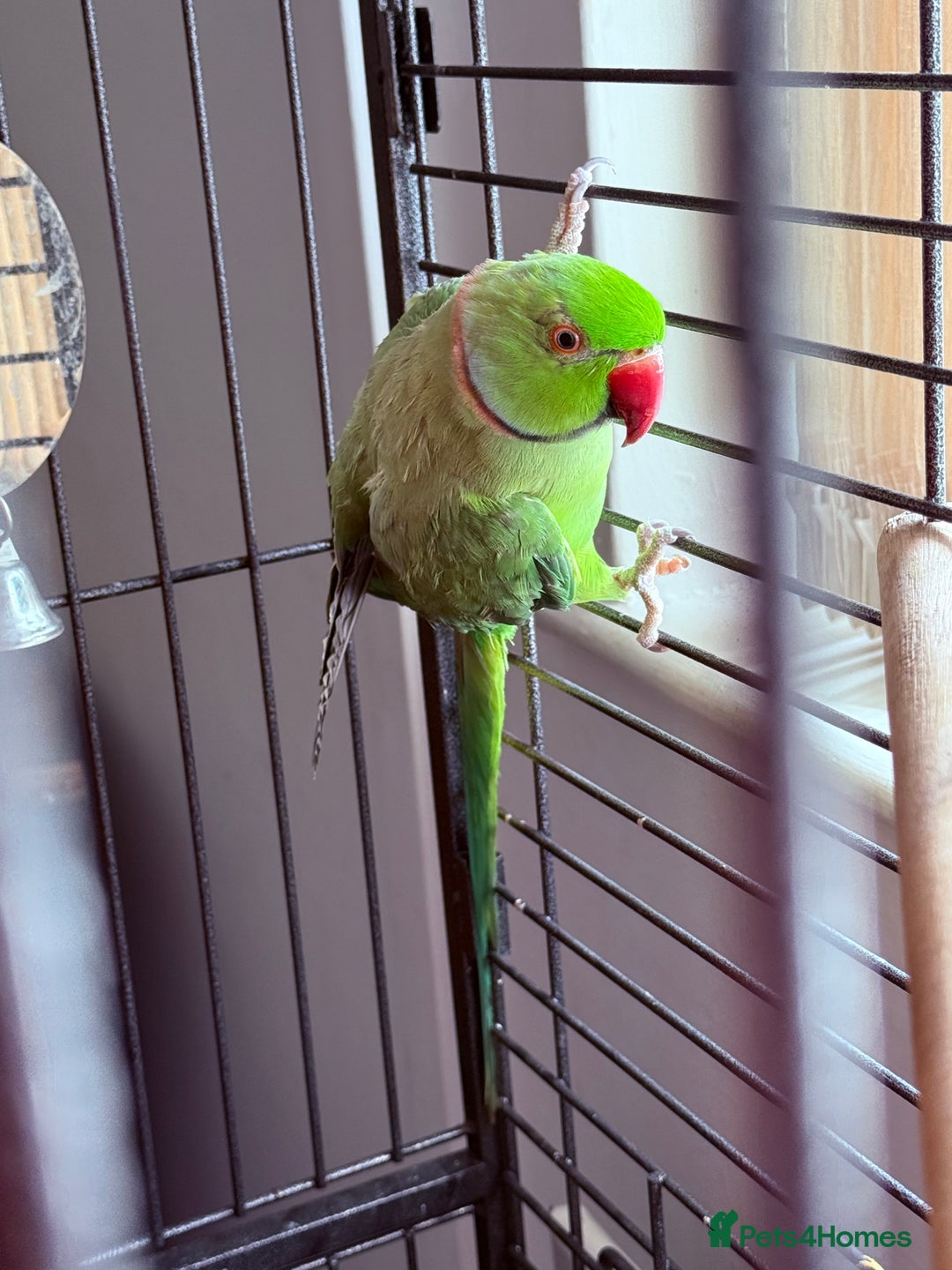Ringnecks birds for sale: Beautiful green male ringneck - Image 3