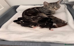 Domestic Shorthair cats for sale: Beautiful  Kittens Looking For Their Forever Homes - Image 7