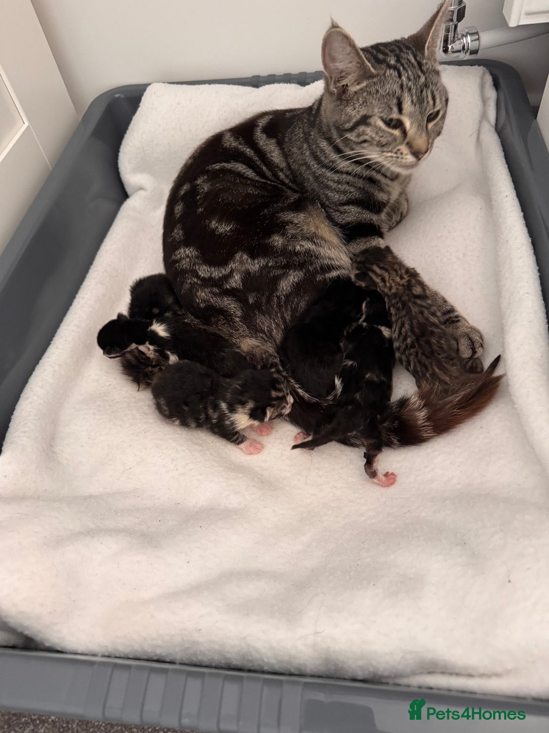 Domestic Shorthair cats for sale: Beautiful  Kittens Looking For Their Forever Homes - Image 7
