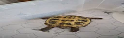 Tortoise reptiles for sale: Horsefield Tortoises  - Advert 3