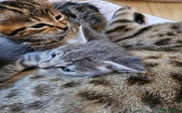 Savannah cats for sale: Beautiful Savannah cross kittens for sale - Advert 6