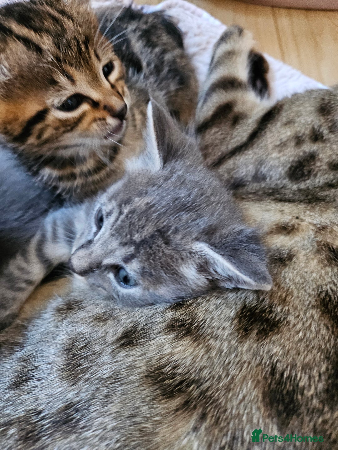 Savannah cats for sale: Beautiful Savannah cross kittens for sale - Advert 6