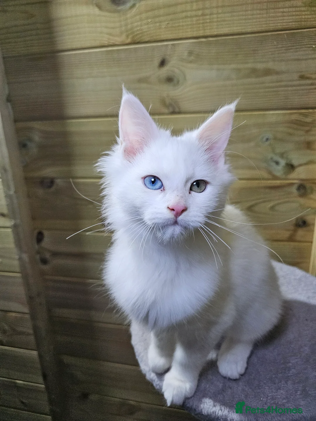 Maine Coon cats for sale: Maine coon  - Advert 17