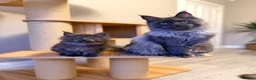 Maine Coon cats for sale: XL MAINE COON EUROPEAN LINES! Ready now!  - Advert 21