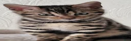 Bengal cats for sale: Beautiful female bengal - Advert 1