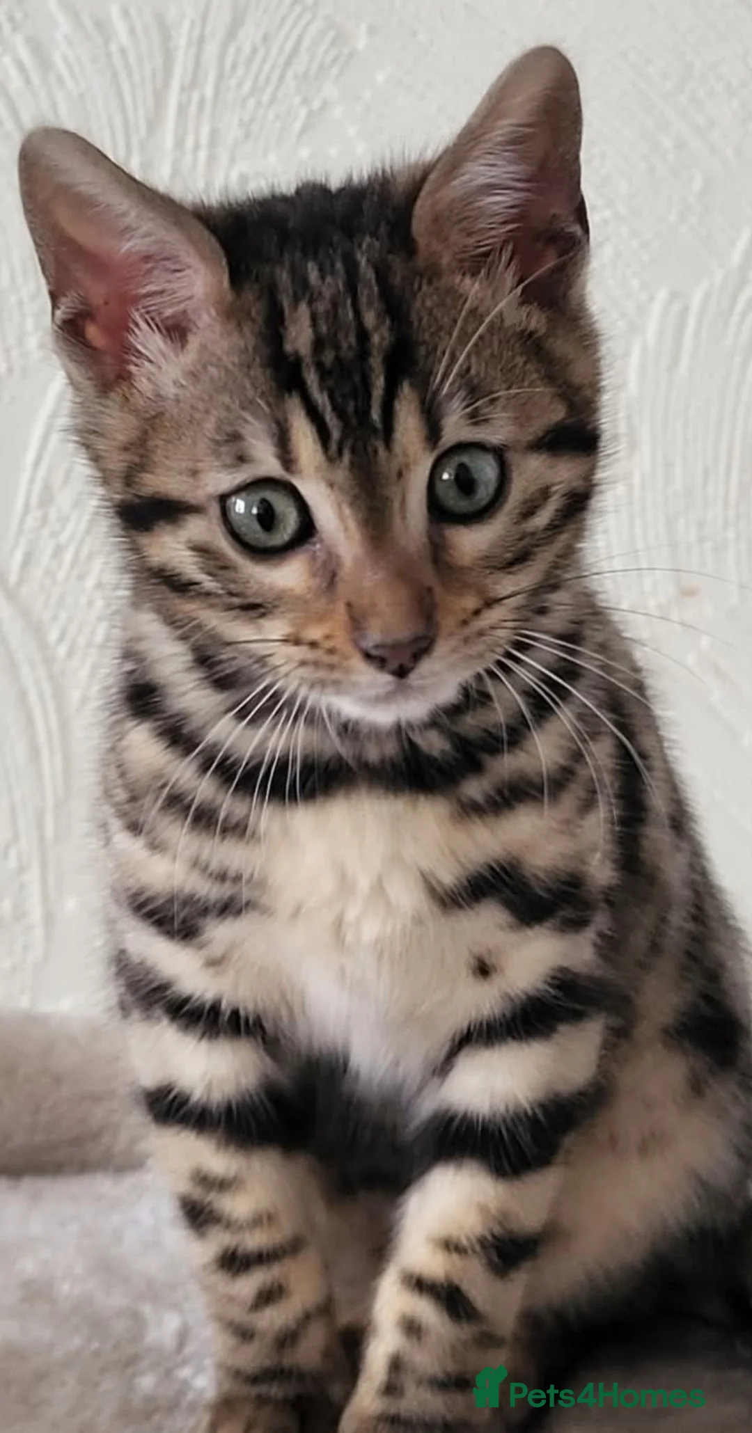 Bengal cats for sale: Beautiful female bengal - Advert 1