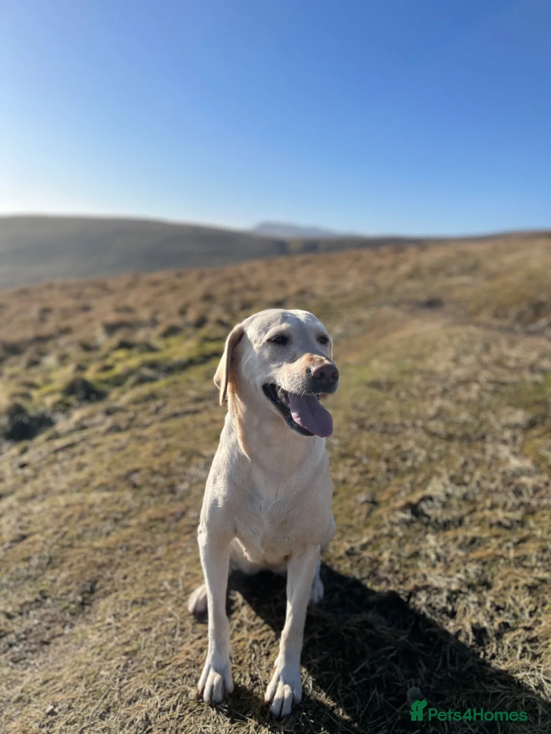 Labrador Retriever dogs for sale: Labrador puppies in Carlisle - Advert 1