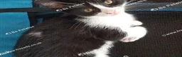 Mixed Breed cats for sale: Adorable kitten looking for a loving home. - Advert 10