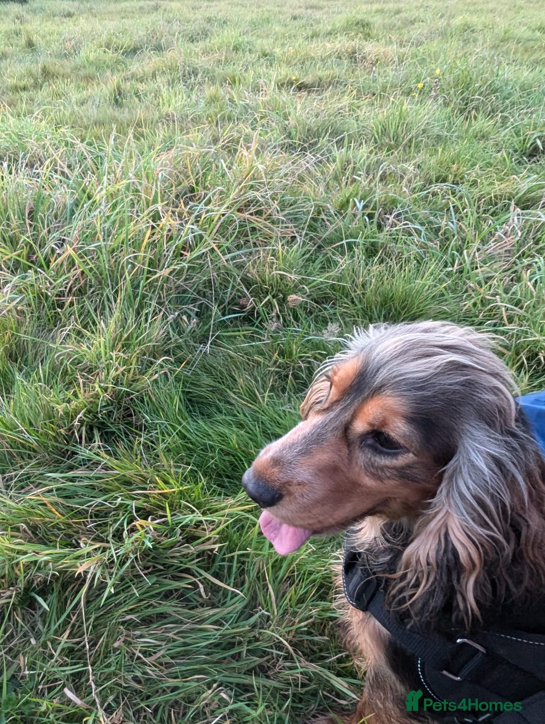 Cocker Spaniel dogs for sale: Rehoming our loving show cocker spaniel  - Image 4