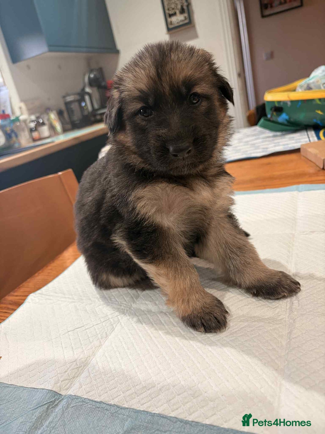 German Shepherd dogs for sale: KC Reg German Shepard's - Advert 13