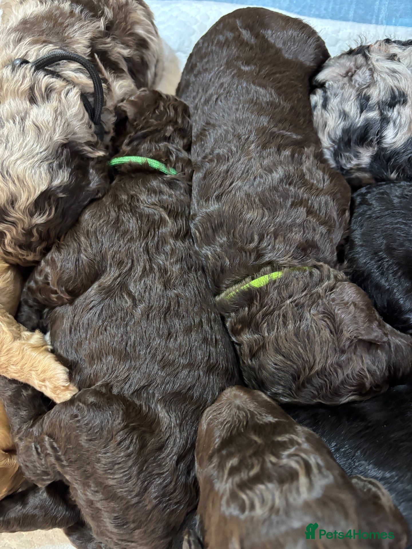 Goldendoodle dogs Goldendoodle puppies - Advert 2
