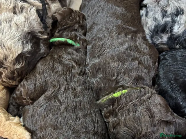 Goldendoodle dogs for sale: Goldendoodle puppies - Advert 2