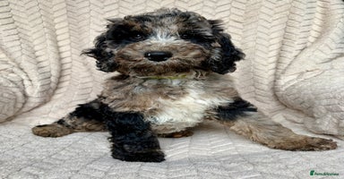 Cockapoo dogs - Advert 16